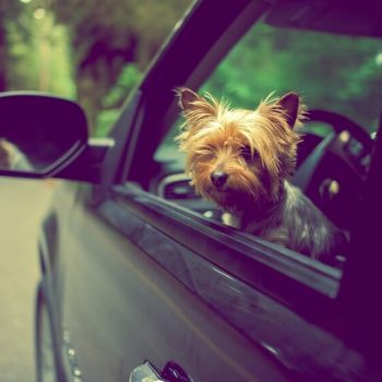 Como transportar cachorro no carro